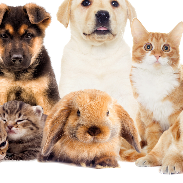Pets and Animals E Books  $ 2.87